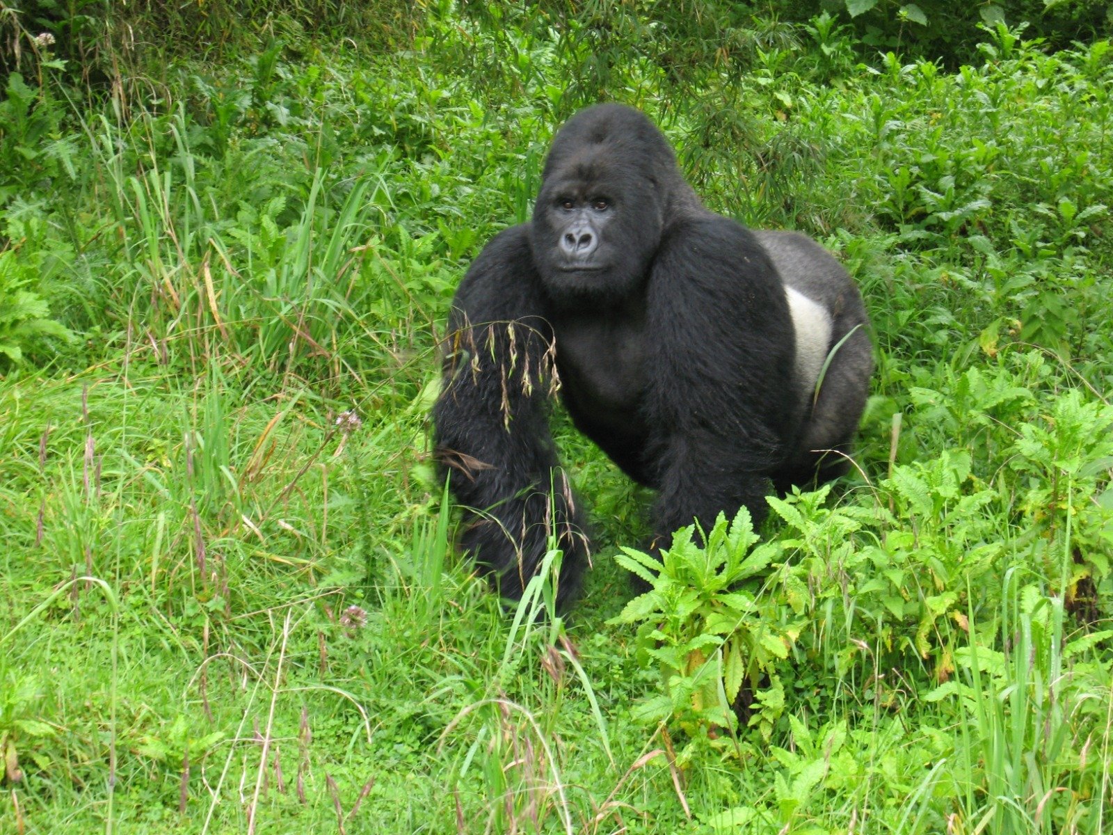 Majestic mountain gorilla in the lush Virunga forest